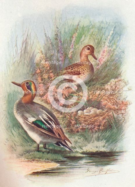 'Teal - Net'tion crec'ca', c1910, (1910). Artist: George James Rankin.