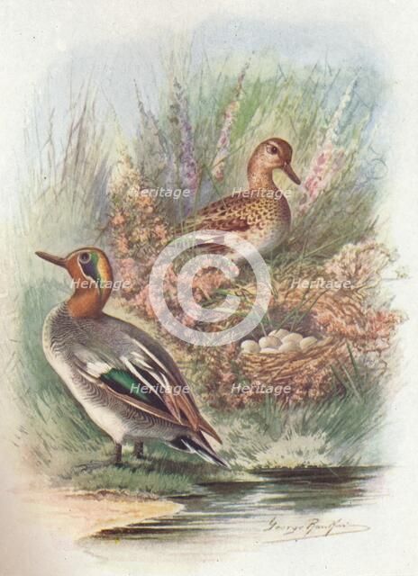 'Teal - Net'tion crec'ca', c1910, (1910). Artist: George James Rankin.