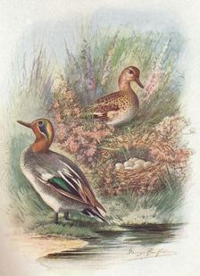 Teal - Net'tion crec'ca c1910, (1910). Artist: George James Rankin