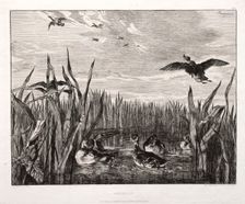 Teals, 1853 (printed 1864). Creator: Félix Bracquemond (French, 1833-1914); Cadart & Luquet, 79, rue Richelieu