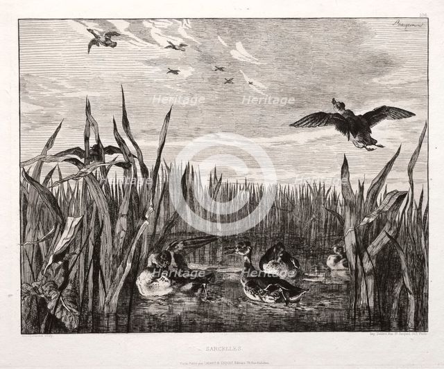 Teals, 1853 (printed 1864). Creator: Félix Bracquemond (French, 1833-1914); Cadart & Luquet, 79, rue Richelieu.