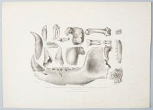 Teeth and Bones Found in Kent's Hold, Near Torquay, Devon, 1824 (Natural size), 1825. Creator: Mary Morland