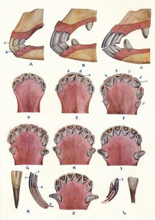 Teeth of a horse as an indication of age, c1905 (c1910)