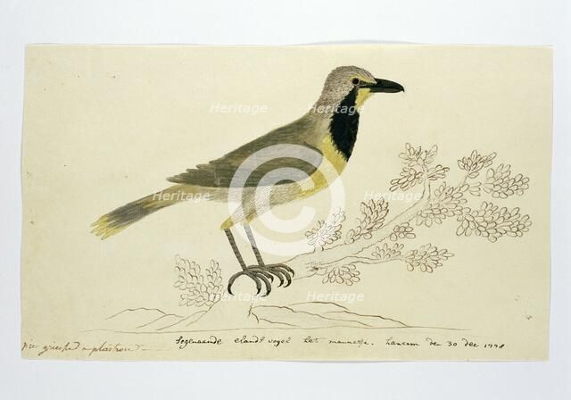 Telephorus zeylonus (Bokmakierie), 1778. Creator: Robert Jacob Gordon.