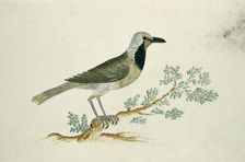 Telephorus zeylonus (Bokmakierie), c.1778. Creator: Robert Jacob Gordon