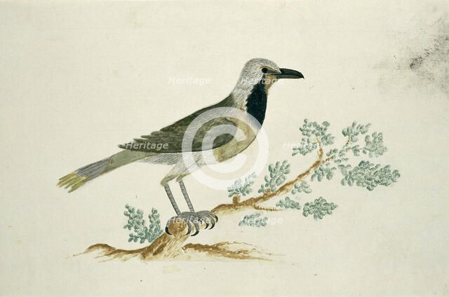 Telephorus zeylonus (Bokmakierie), c.1778. Creator: Robert Jacob Gordon.