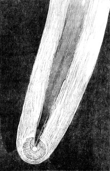 Telescopic Appearances of Donati's Comet, as seen from Slater's Observatory..., 1858. Creator: Unknown