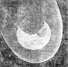 Telescopic Appearances of Donati's Comet, as seen from the Cambridge Observatory, Oct 5, 6.30pm,1858 Creator: Unknown