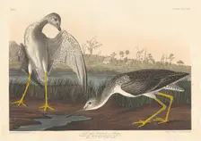 Tell-tale Godwit, 1836. Creator: Robert Havell