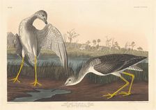 Tell-tale Godwit, 1836. Creator: Robert Havell
