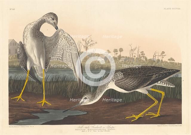 Tell-tale Godwit, 1836. Creator: Robert Havell.