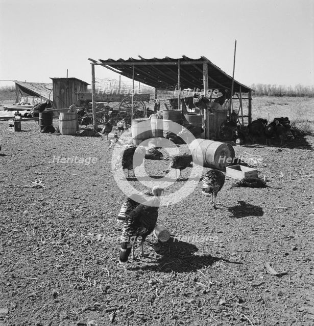 Temporary buildings on Williams' new farm, Dead Ox Flat, Malheur County, Oregon, 1939. Creator: Dorothea Lange.