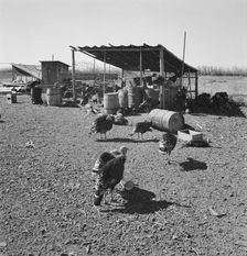 Temporary buildings on Williams new farm, Dead Ox Flat, Malheur County, Oregon, 1939. Creator: Dorothea Lange
