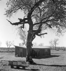 Temporary home, Bosque Farms project, New Mexico, 1935. Creator: Dorothea Lange