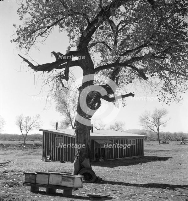 Temporary home, Bosque Farms project, New Mexico, 1935. Creator: Dorothea Lange.