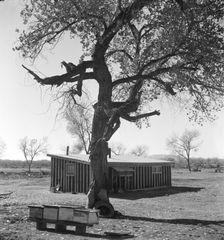 Temporary home, Bosque Farms project, New Mexico, 1935. Creator: Dorothea Lange