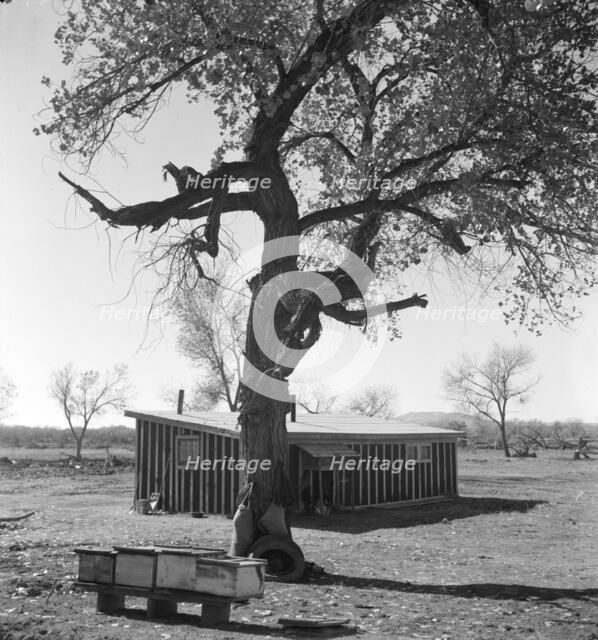 Temporary home, Bosque Farms project, New Mexico, 1935. Creator: Dorothea Lange.