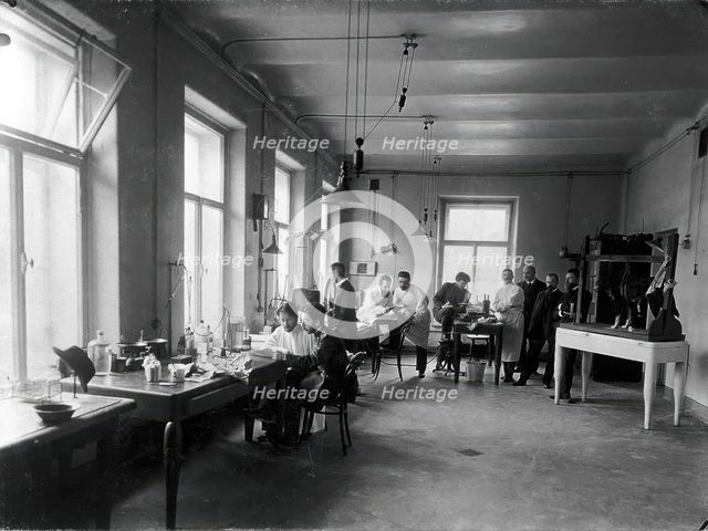 Ten members of staff studying and performing experiments on dogs in the Physiology..., 1904. Creator: Unknown.