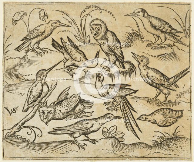 Ten birds sitting on branches and patches of grass, including two owls and a bird..., 1557. Creator: Virgil Solis.