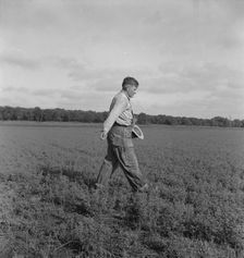 Tenant farmer spreading grasshopper bait..., 5 miles from Oklahoma City, Oklahoma, 1937. Creator: Dorothea Lange