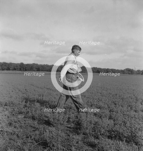 Tenant farmer spreading grasshopper bait..., 5 miles from Oklahoma City, Oklahoma, 1937. Creator: Dorothea Lange.