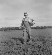 Tenant farmer spreading grasshopper bait, Oklahoma, 1937. Creator: Dorothea Lange