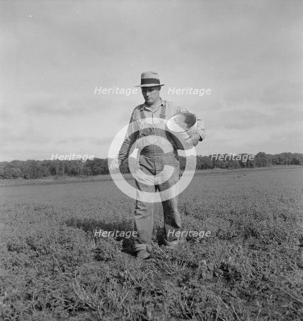 Tenant farmer spreading grasshopper bait, Oklahoma, 1937. Creator: Dorothea Lange.