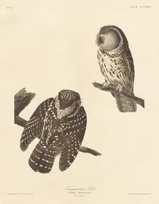 Tengmalm's Owl, 1837. Creator: Robert Havell
