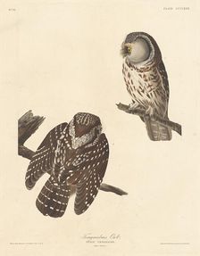 Tengmalm's Owl, 1837. Creator: Robert Havell
