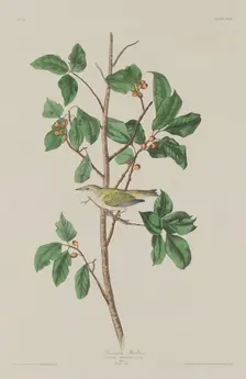 Tennessee Warbler, 1832. Creator: Robert Havell