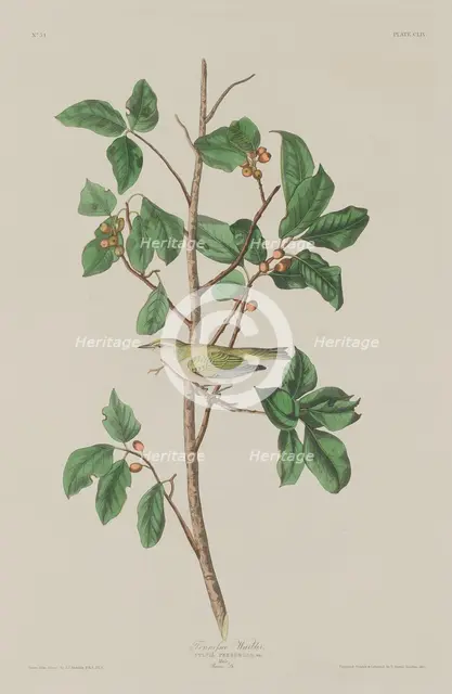 Tennessee Warbler, 1832. Creator: Robert Havell.