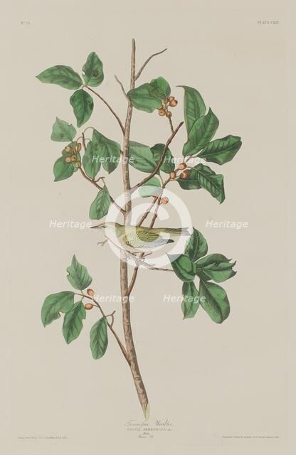 Tennessee Warbler, 1832. Creator: Robert Havell.