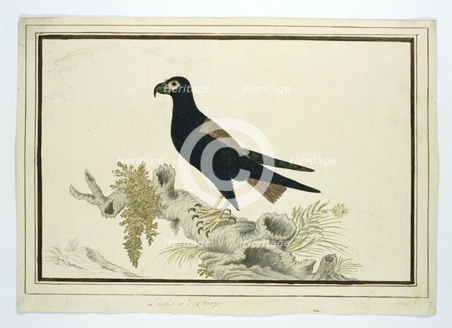 Terathopius ecaudatus (Batealeur), 1778. Creator: Robert Jacob Gordon.