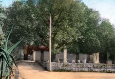 Terebinth tree, Hammam Meskoutine, Algeria