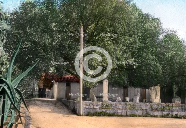 Terebinth tree, Hammam Meskoutine, Algeria. Artist: Unknown