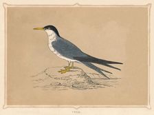 Tern (Sternidae), c1850, (1856)
