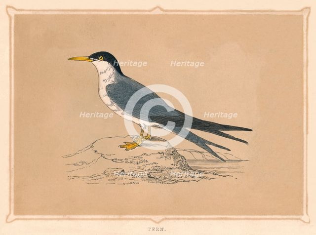 'Tern', (Sternidae), c1850, (1856). Artist: Unknown.