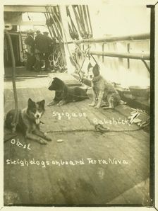 Terra Nova, Antartic Expedition, c1913. Creator: Unknown