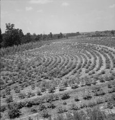 Terraced fields of sharecropper, near Gaffney, South Carolina, 1937. Creator: Dorothea Lange