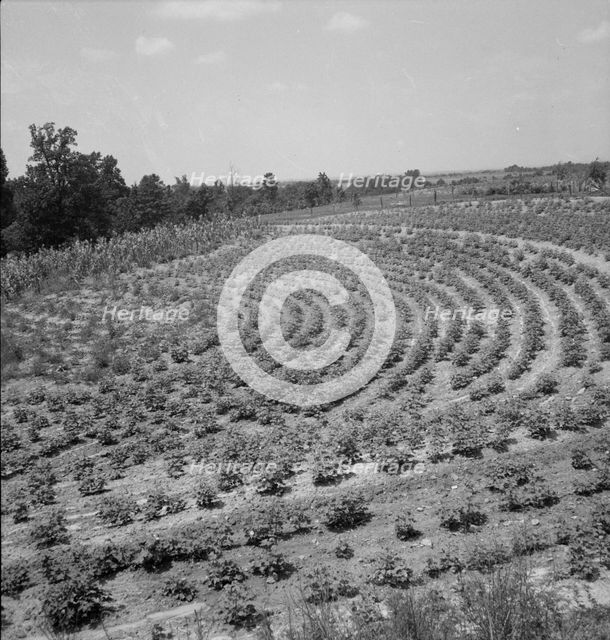 Terraced fields of sharecropper, near Gaffney, South Carolina, 1937. Creator: Dorothea Lange.