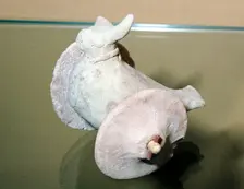 Terracotta model of a bird with the head of a bull, Indus Valley, Harappa, c2200 BC