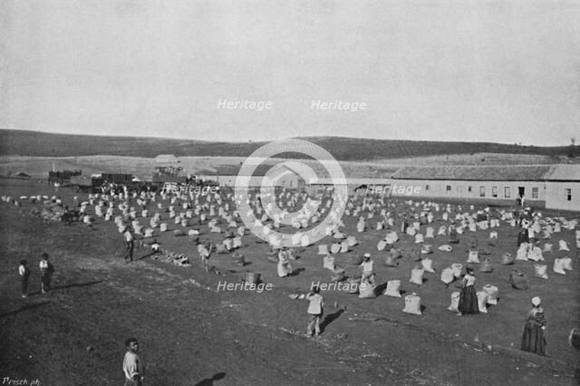 'Terreiro para seccar o Cafe', (Coffee Drying and Packaging), 1895. Artist: Axel Frick.