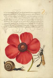 Terrestrial Mollusk, Poppy Anemone, and Crane Fly, 1561-1562; illumination added 1591-1596. Creator: Joris Hoefnagel
