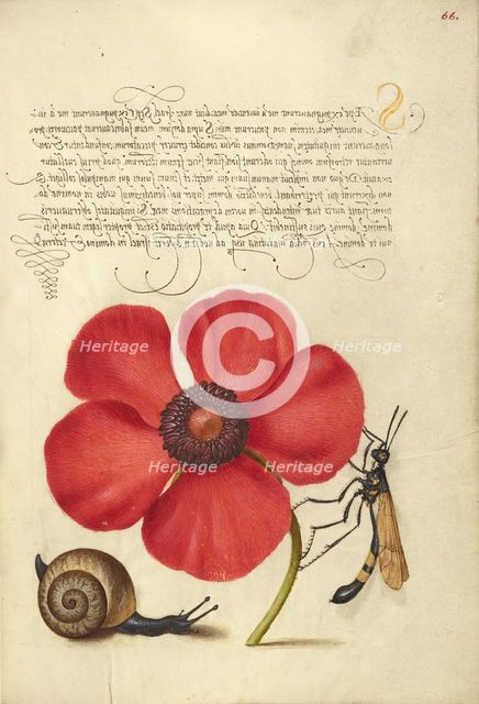 Terrestrial Mollusk, Poppy Anemone, and Crane Fly, 1561-1562; illumination added 1591-1596. Creator: Joris Hoefnagel.