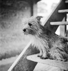 Terrier dog, early 1950s. Artist: John Gay