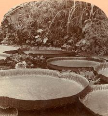 Thureza Lily, Botanical Garden, Hamburg, Germany 1895. Creator: Keystone View Company