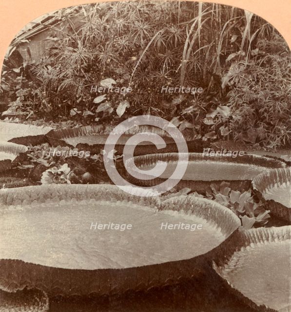 'Thureza Lily, Botanical Garden, Hamburg, Germany', 1895. Creator: Keystone View Company.