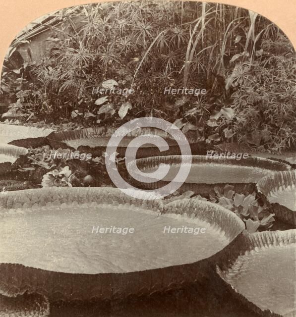 'Thureza Lily, Botanical Garden, Hamburg, Germany', 1895. Creator: Keystone View Company.