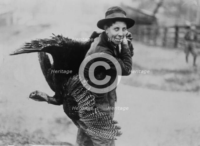 Thanksgiving turkey, between c1910 and c1915. Creator: Bain News Service.