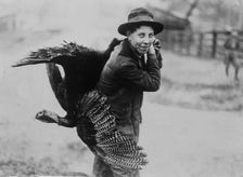 Thanksgiving turkey, between c1910 and c1915. Creator: Bain News Service